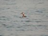 Red-necked Grebe at Paglesham Lagoon (Steve Arlow) (64693 bytes)